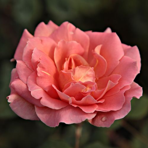 Gärtnerei - Rosa Courtoisie - orange - floribundarosen - mittel-stark duftend - Georges Delbard - Schnell blühende, dekorative, grellfarbige Blüten.